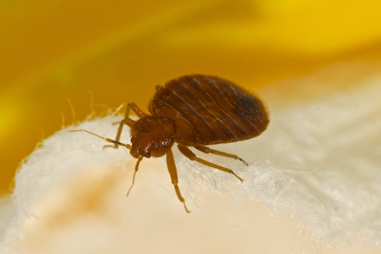 how-to-sue-a-hotel-for-bed-bugs-and-bed-bug-bites-san-antonio-tx